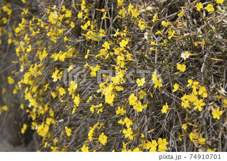満開の黄梅 満開の黄梅 74910701