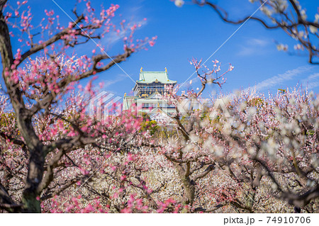 大阪城　梅林公園 74910706