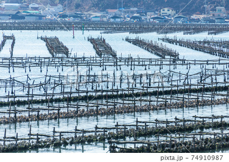 漁港に並ぶ貝の養殖筏 74910987