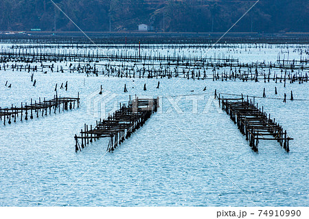 間隔をおいて置かれるのりの養殖棚 間隔をおいて置かれるのりの養殖棚 74910990
