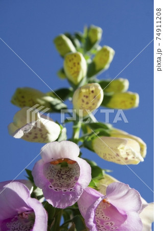 pink  flower of digitalis with blue sky background 74911208