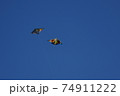 凧 74911222