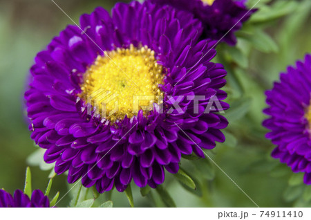 紫色のアスター エゾギク の花が咲いています 学名はasterです の写真素材