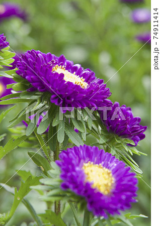 紫色のアスター エゾギク の花が咲いています 学名はasterです の写真素材