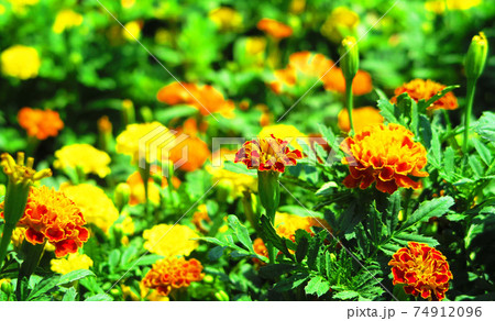 花壇の花の風景 花壇の花の風景 74912096