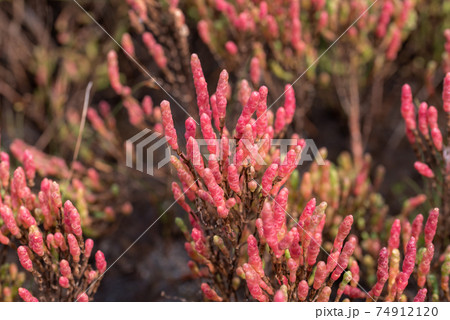 赤く色づくアッケシソウ 74912120