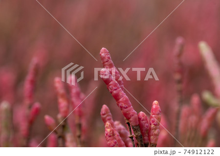 赤く色づくアッケシソウ 74912122