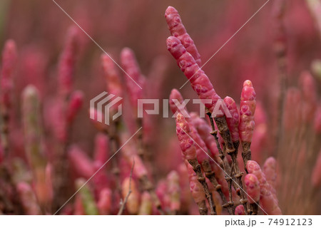 赤く色づくアッケシソウ 74912123
