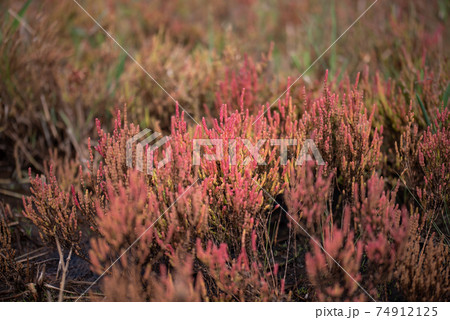 赤く色づくアッケシソウ 74912125