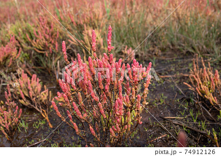 赤く色づくアッケシソウ 74912126