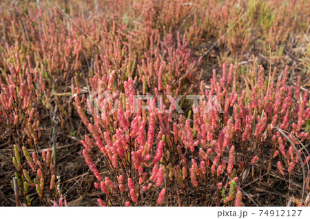 赤く色づくアッケシソウ 74912127