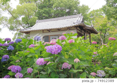 音楽寺の紫陽花 音楽寺の紫陽花 74912389