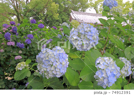 音楽寺の紫陽花 音楽寺の紫陽花 74912391