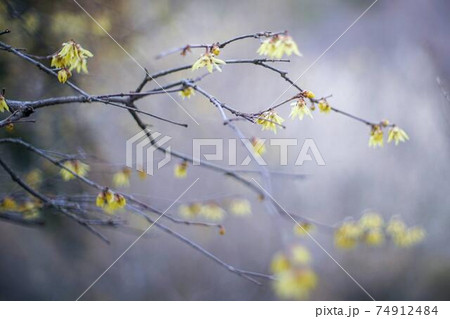 ソフトフォーカスの黄色い蝋梅の写真 福島県福島市の花見山にて ソフトフォーカスの黄色い蝋梅の写真 福島県福島市の花見山にて 74912484