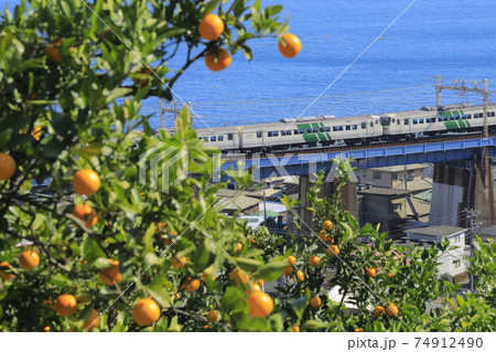 相模湾沿いに実るみかん畑 74912490