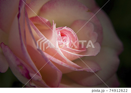 薔薇園にピンク色と白色の薔薇の花が咲いています。このバラの名前はニコルです。 薔薇園にピンク色と白色の薔薇の花が咲いています。このバラの名前はニコルです。 74912622