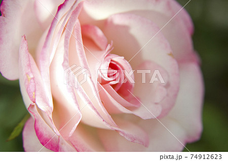 薔薇園にピンク色と白色の薔薇の花が咲いています。このバラの名前はニコルです。 74912623
