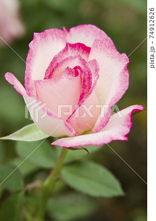 薔薇園にピンク色と白色の薔薇の花が咲いています。このバラの名前はニコルです。 74912626