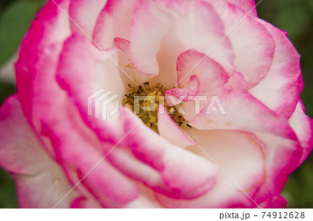 薔薇園にピンク色と白色の薔薇の花が咲いています。このバラの名前はニコルです。 74912628