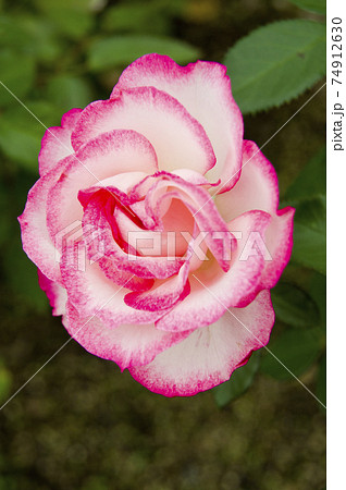 薔薇園にピンク色と白色の薔薇の花が咲いています このバラの名前はニコルです の写真素材