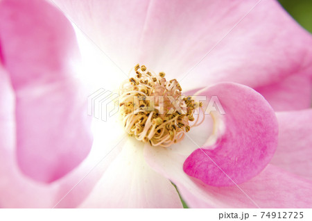 薔薇園のピンク色のバラの花が満開です。このバラの名前はカウンティフェアです。 74912725