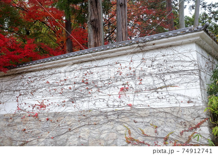 お寺の塀を覆うツタ（雲興寺　愛知県 瀬戸市） 74912741