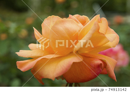薔薇園にオレンジ色のバラの花が咲いています。このバラの名前はスブニール・ド・アンネ・フランクです。 薔薇園にオレンジ色のバラの花が咲いています。このバラの名前はスブニール・ド・アンネ・フランクです。 74913142