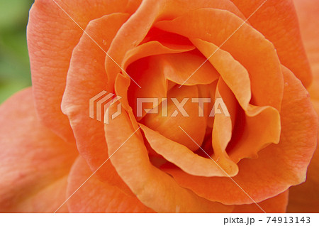 薔薇園にオレンジ色のバラの花が咲いています このバラの名前はスブニール ド アンネ フランクです の写真素材