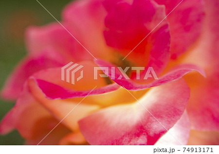 薔薇園に赤色や黄色のバラの花が咲いています。このバラの名前はスブニール・ド・アンネ・フランクです。 薔薇園に赤色や黄色のバラの花が咲いています。このバラの名前はスブニール・ド・アンネ・フランクです。 74913171