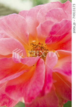 薔薇園に赤色や黄色のバラの花が咲いています。このバラの名前はスブニール・ド・アンネ・フランクです。 74913173