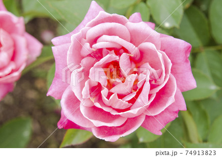 薔薇園にピンク色の薔薇の花が咲いています。このバラの名前はプリンセス・チチブです。 薔薇園にピンク色の薔薇の花が咲いています。このバラの名前はプリンセス・チチブです。 74913823