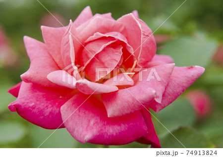 薔薇園にピンク色の薔薇の花が咲いています。このバラの名前はプリンセス・チチブです。 74913824