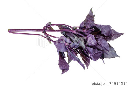 twig of fresh dark purple basil cutout on white 74914514