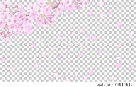Cherry blossom illustration background material 07 Cherry blossom illustration background material 07 74914613