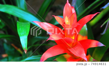 グズマニア・リングラタ 74914631