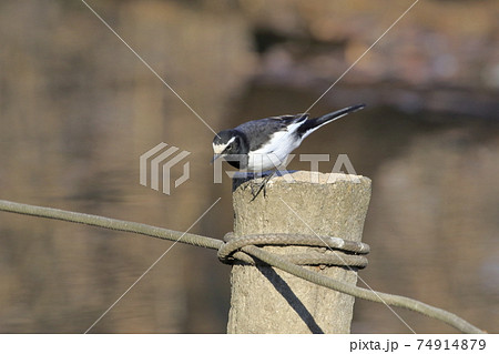 エサを探すセグロセキレイ 74914879