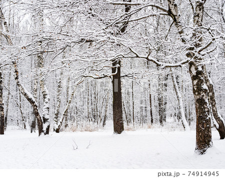 birch and oak trees at snow-covered meadow in park birch and oak trees at snow-covered meadow in park 74914945