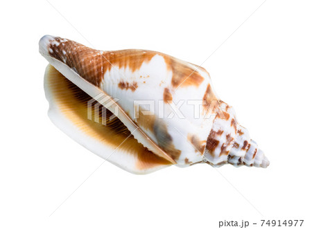 dried empty shell of whelk mollusc cutout on white 74914977