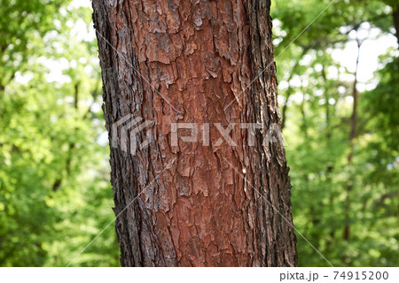 木 韓国 スポット 74915200