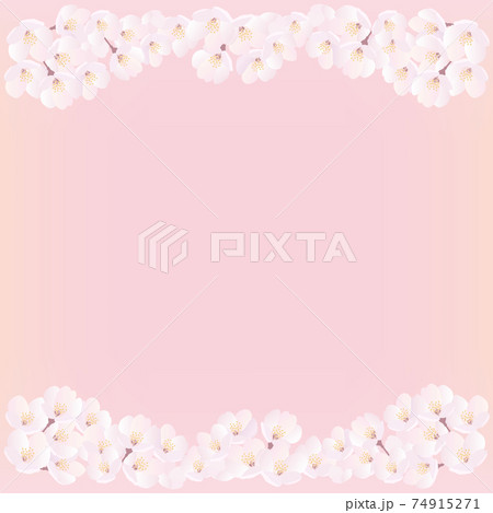 桜上下背景イラスト-ピンク正方形 桜上下背景イラスト-ピンク正方形 74915271