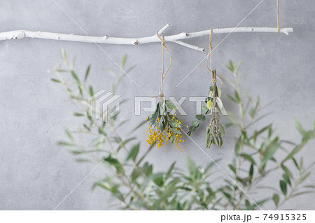 ミモザのスワッグとグリーン 74915325