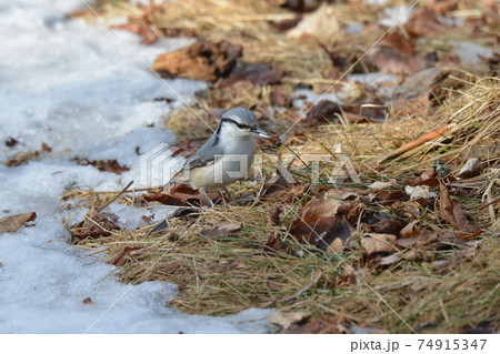 真冬の北海道の森、囀るゴジュウカラ 真冬の北海道の森、囀るゴジュウカラ 74915347