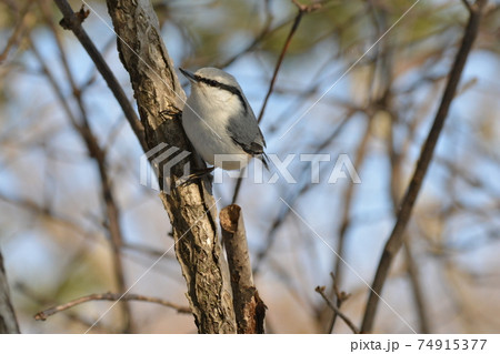 真冬の北海道の森、囀るゴジュウカラ 74915377