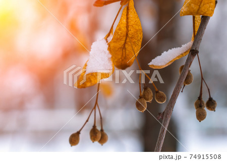 Seeds and dry leaves of linden tree in the snow illuminated by the bright sun Seeds and dry leaves of linden tree in the snow illuminated by the bright sun 74915508