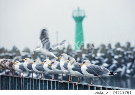 group of seagulls during a snowfall in the port 74915761
