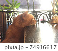 オランダのレストランに住む猫 74916617
