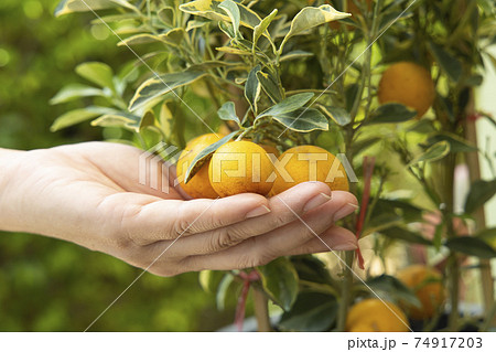 A woman holding a kumquat fruit on kumquat tree. A woman holding a kumquat fruit on kumquat tree. 74917203