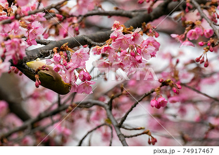 メジロ 河津桜 メジロ 河津桜 74917467