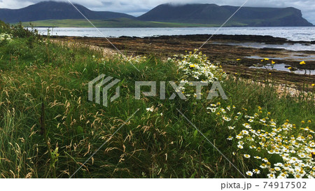 Warbeth Bay, Orkney with flowers in front 74917502