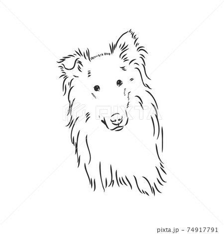 Dog Rough Collie isolated on White background. Vector illustration. collie, vector sketch on a white background Dog Rough Collie isolated on White background. Vector illustration. collie, vector sketch on a white background 74917791